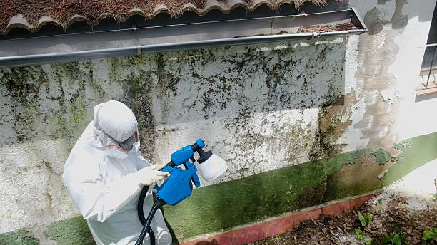 Top rated local Attic Mold Remediation specialists in Derwood, MD